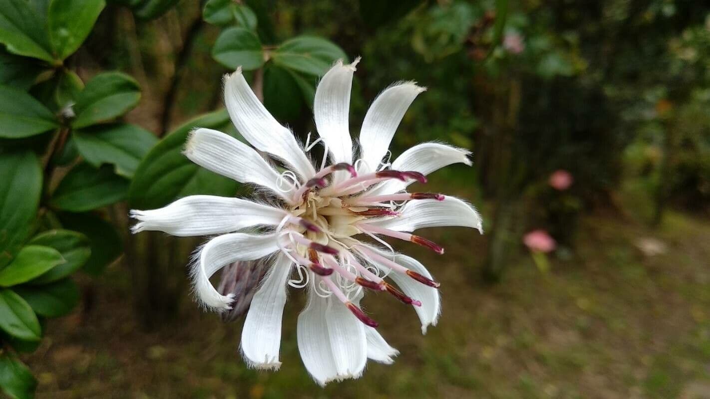 Barnadesia spinosa