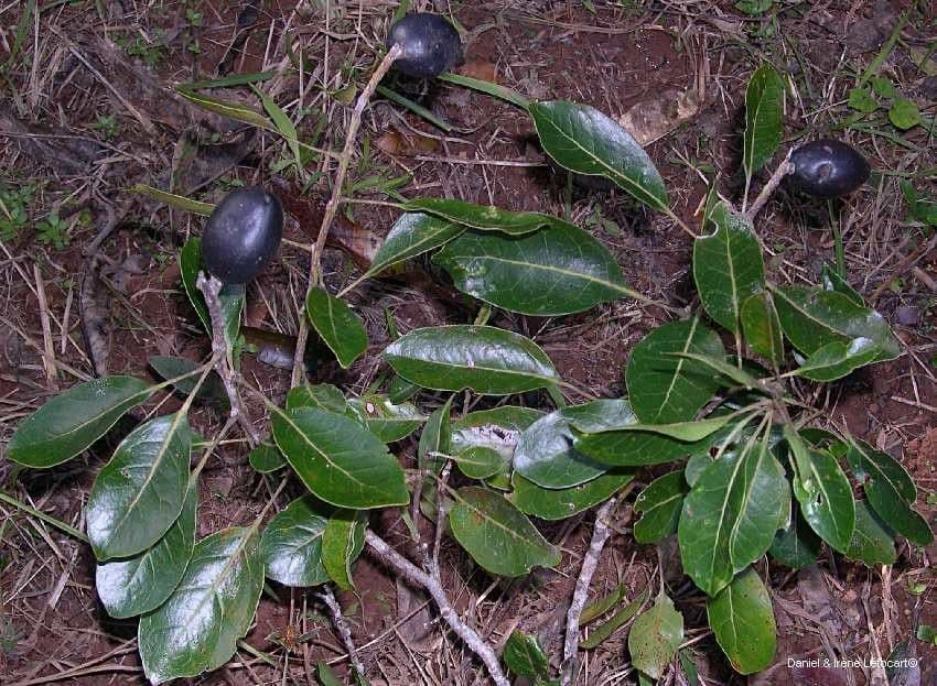 Sleumerodendron 8