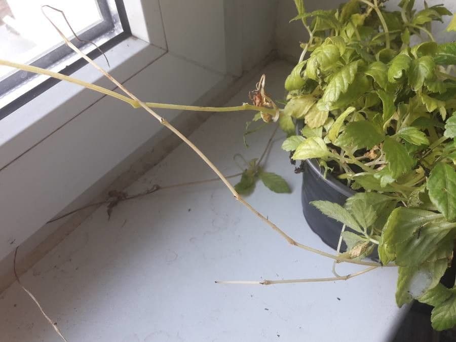 Gynostemma pentaphyllum 18