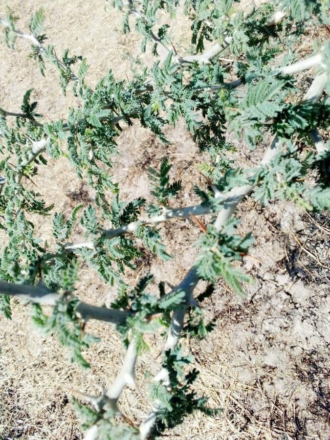 Acacia albida 15