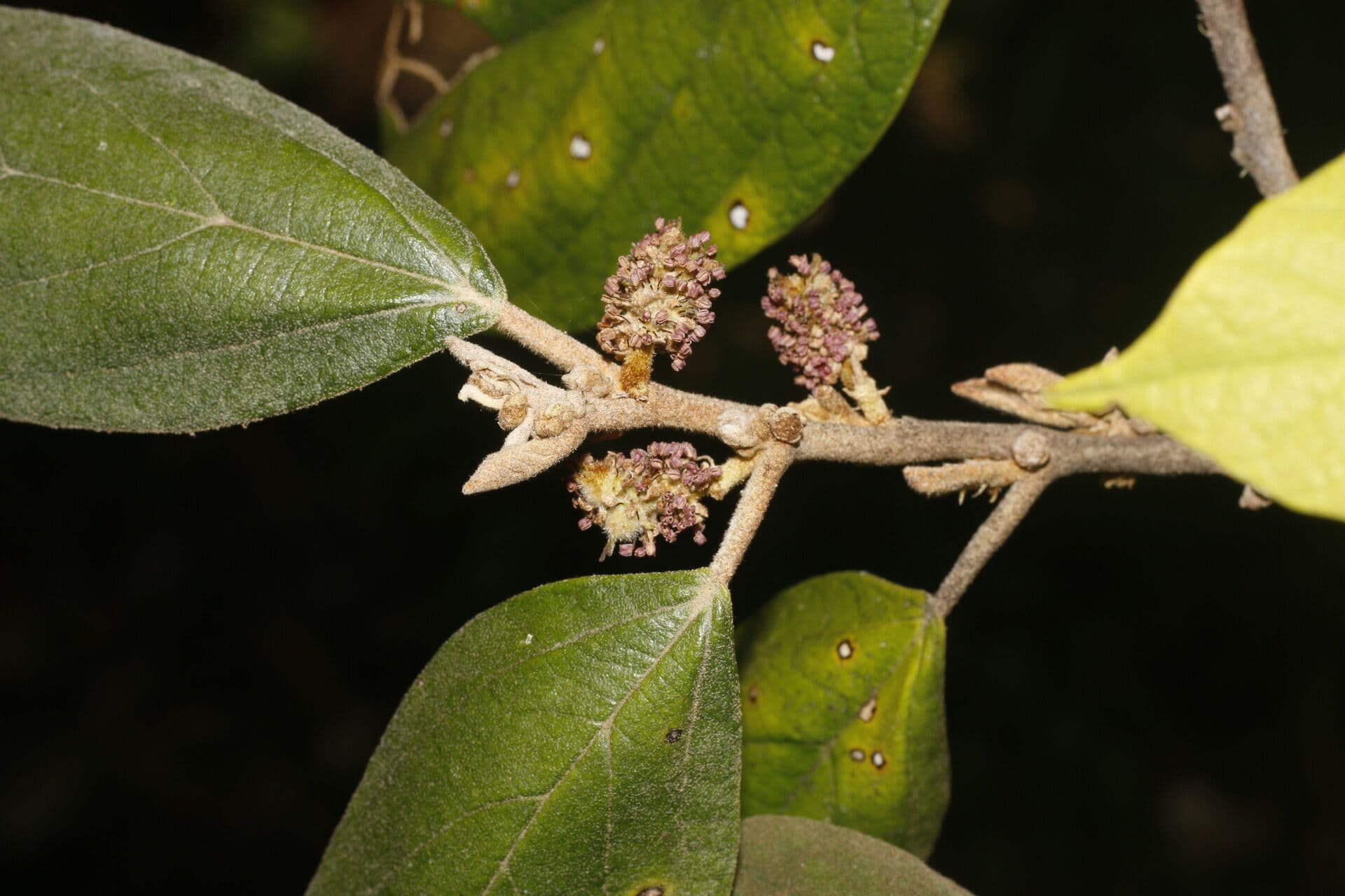 Molinadendron 10