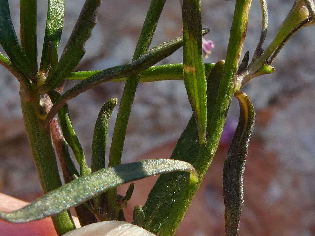 Schiffchenblättrige Schleifenblume 19