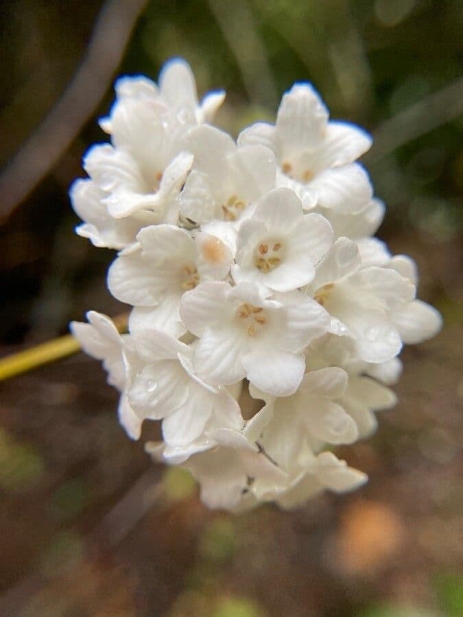 Großblütige Viburnum 2
