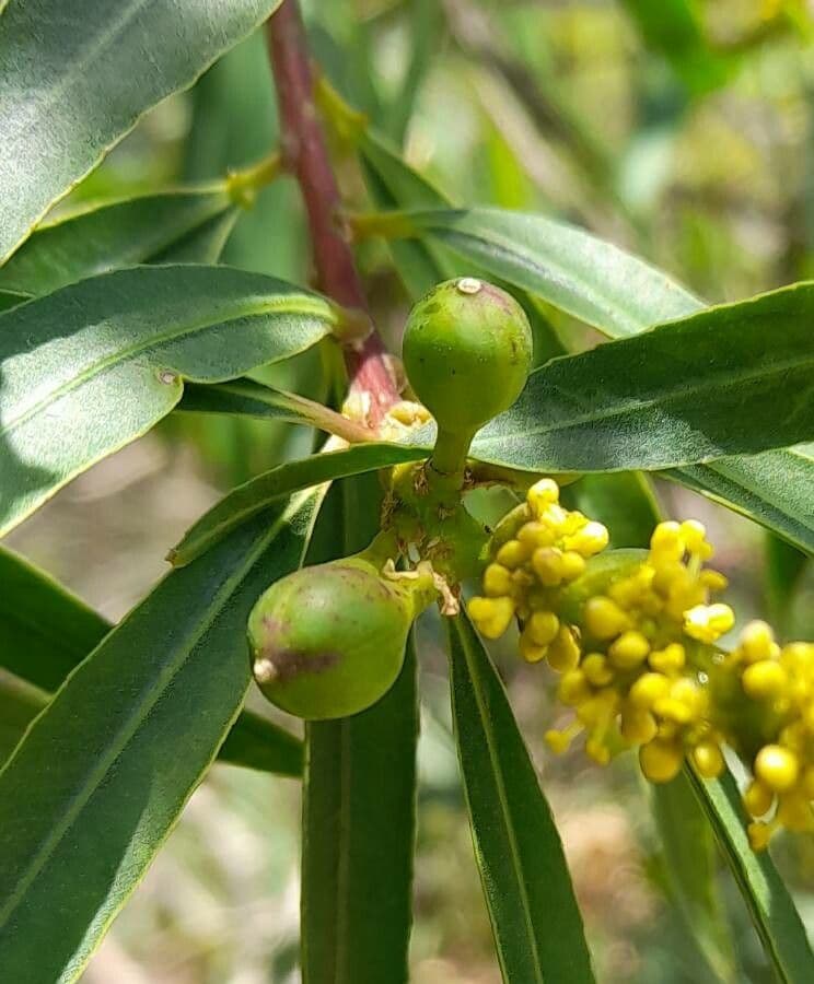 Sapium haematospermum 2