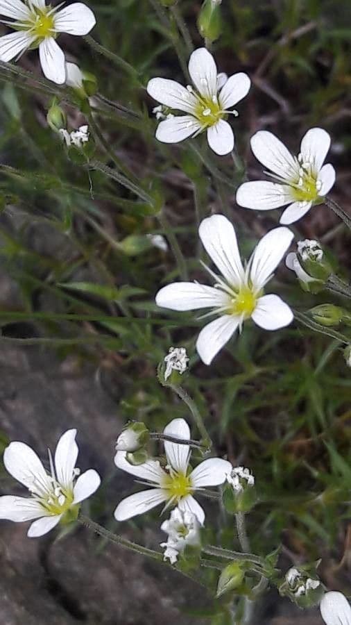 Arenaria grandiflora 11