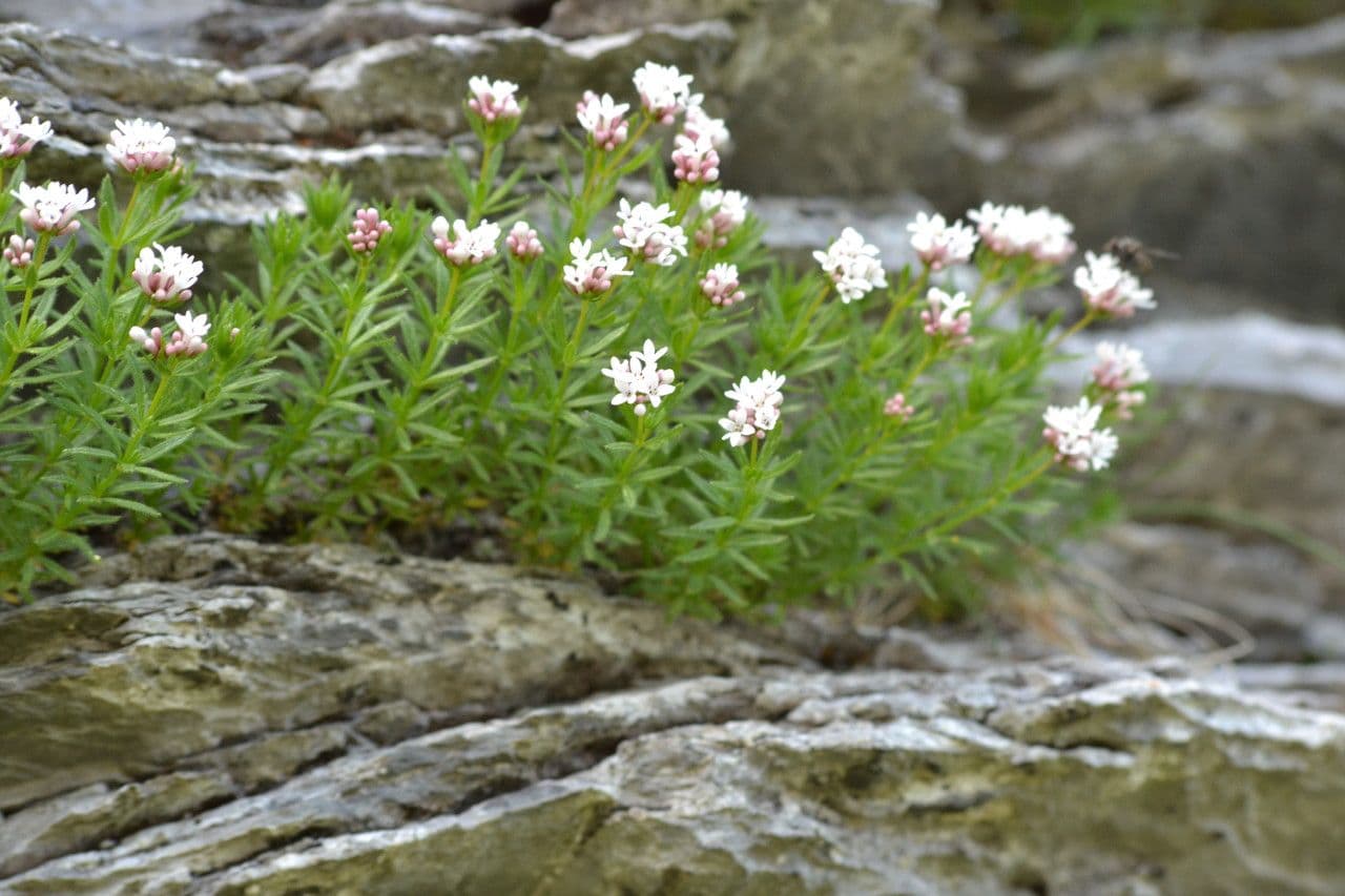 Asperula peluta 3