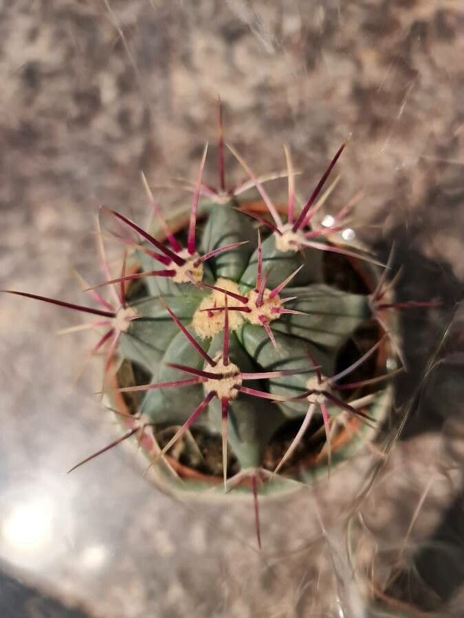 Cactus a botte di Emory 19