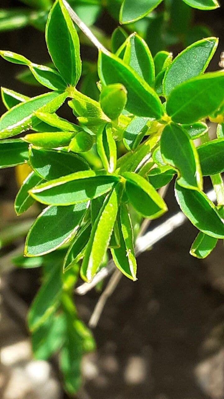 Ginestra 8