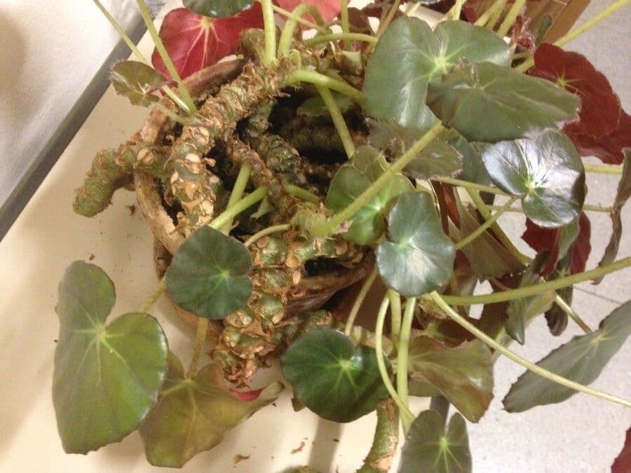 Begonia 10