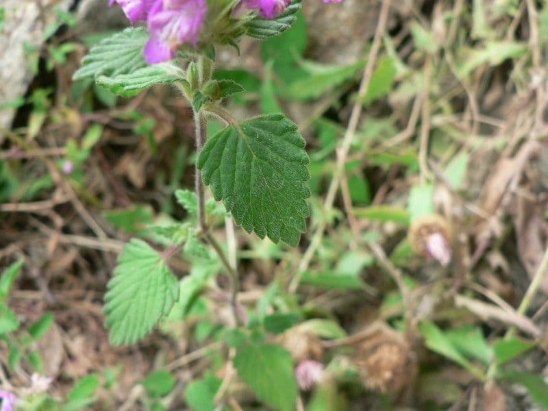 Canapetta pirenaica 14