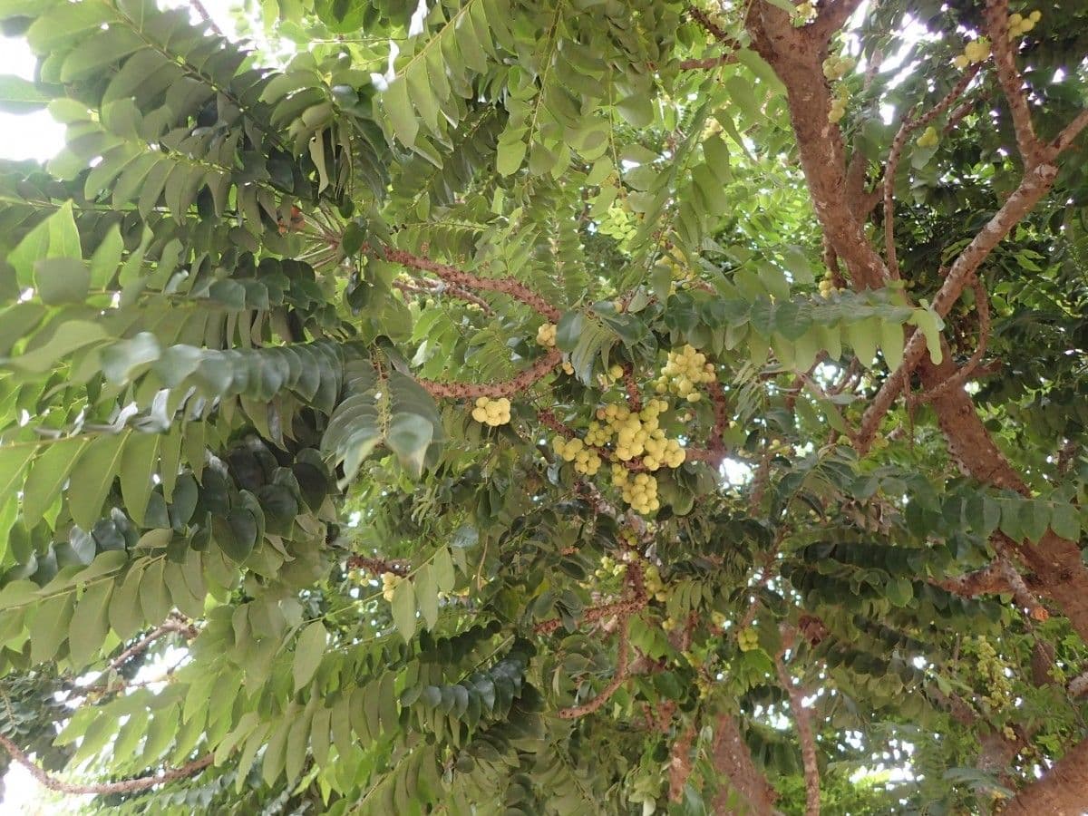 Phyllanthus 26