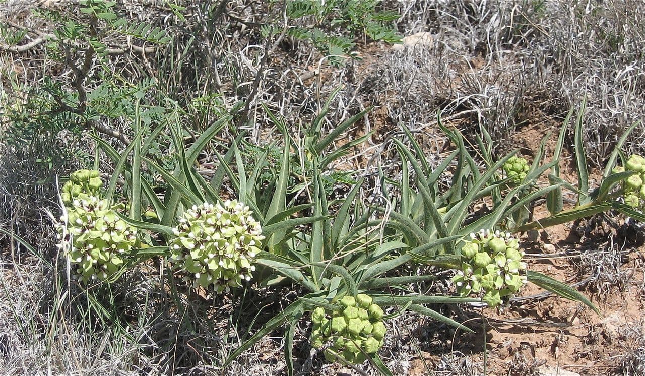 Asclepias asperula 15