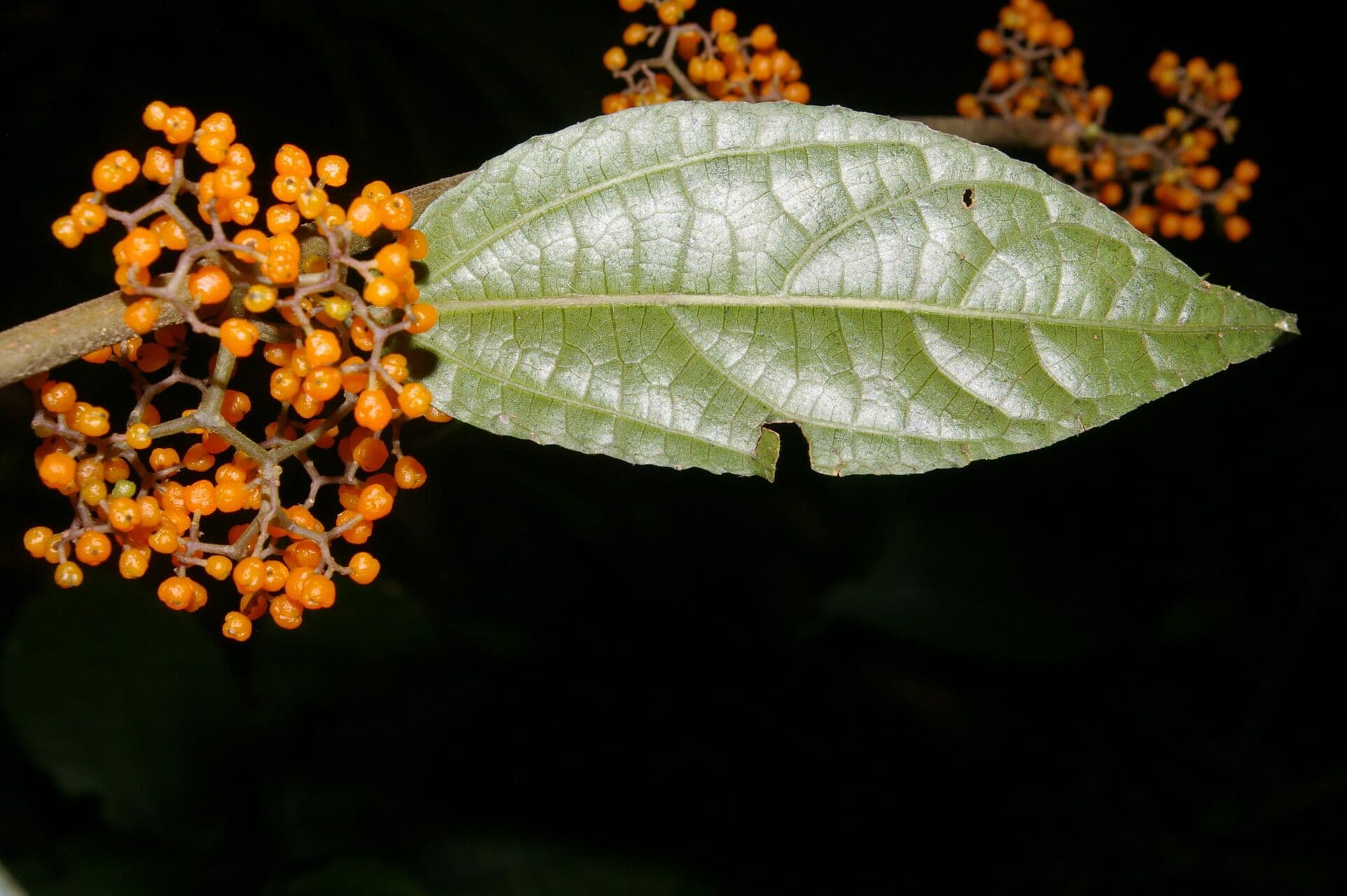 Urera lianiforme 7