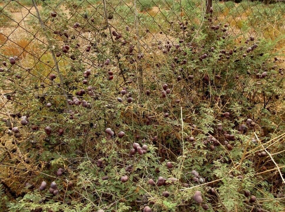 Prosopis