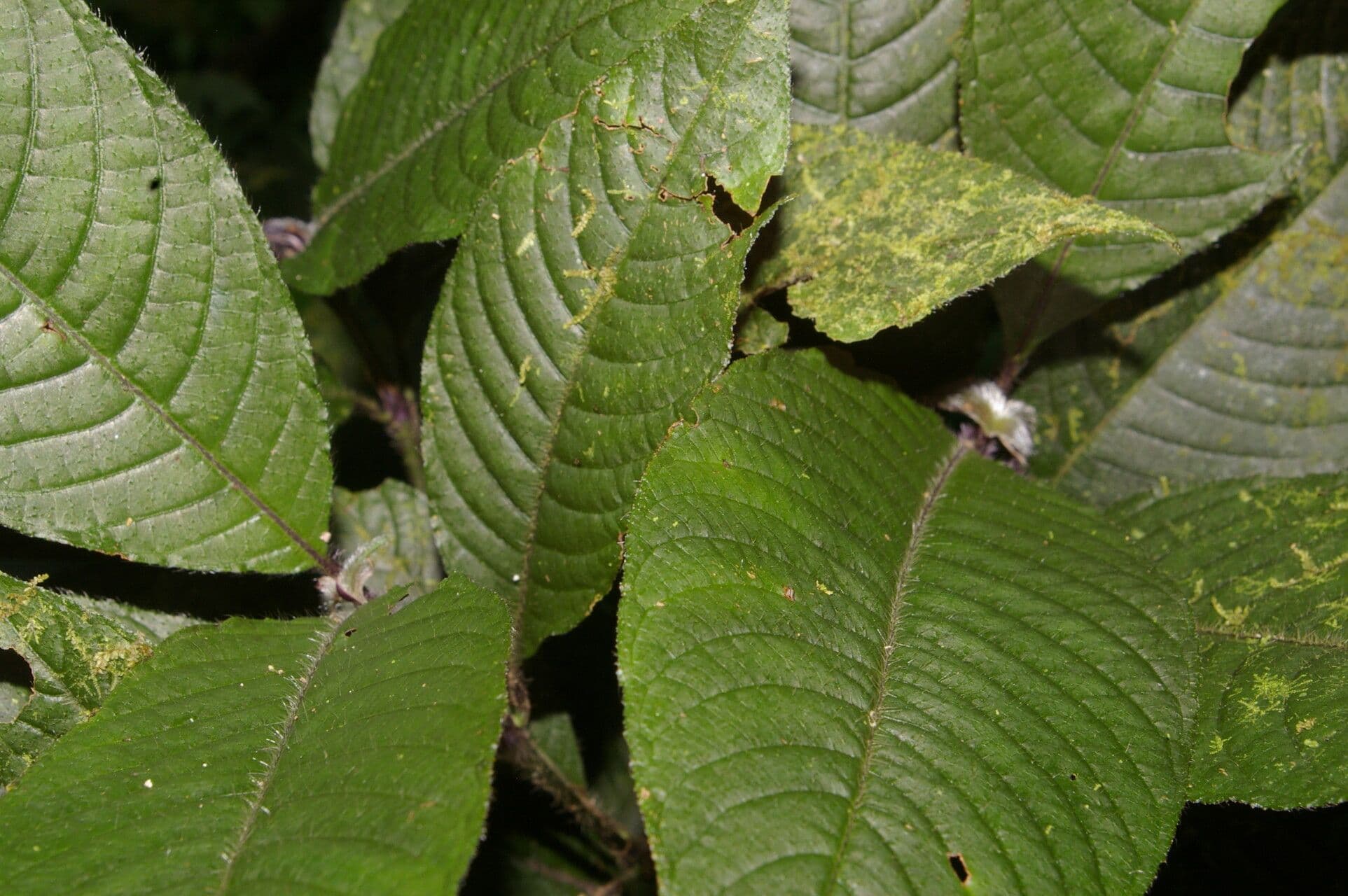 Psychotria 16
