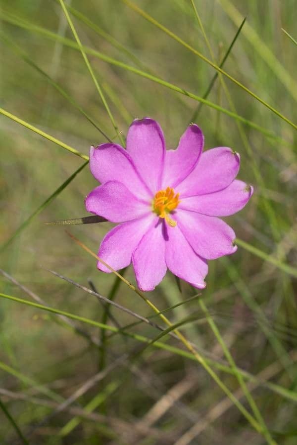 Sabatia gentianoides 2