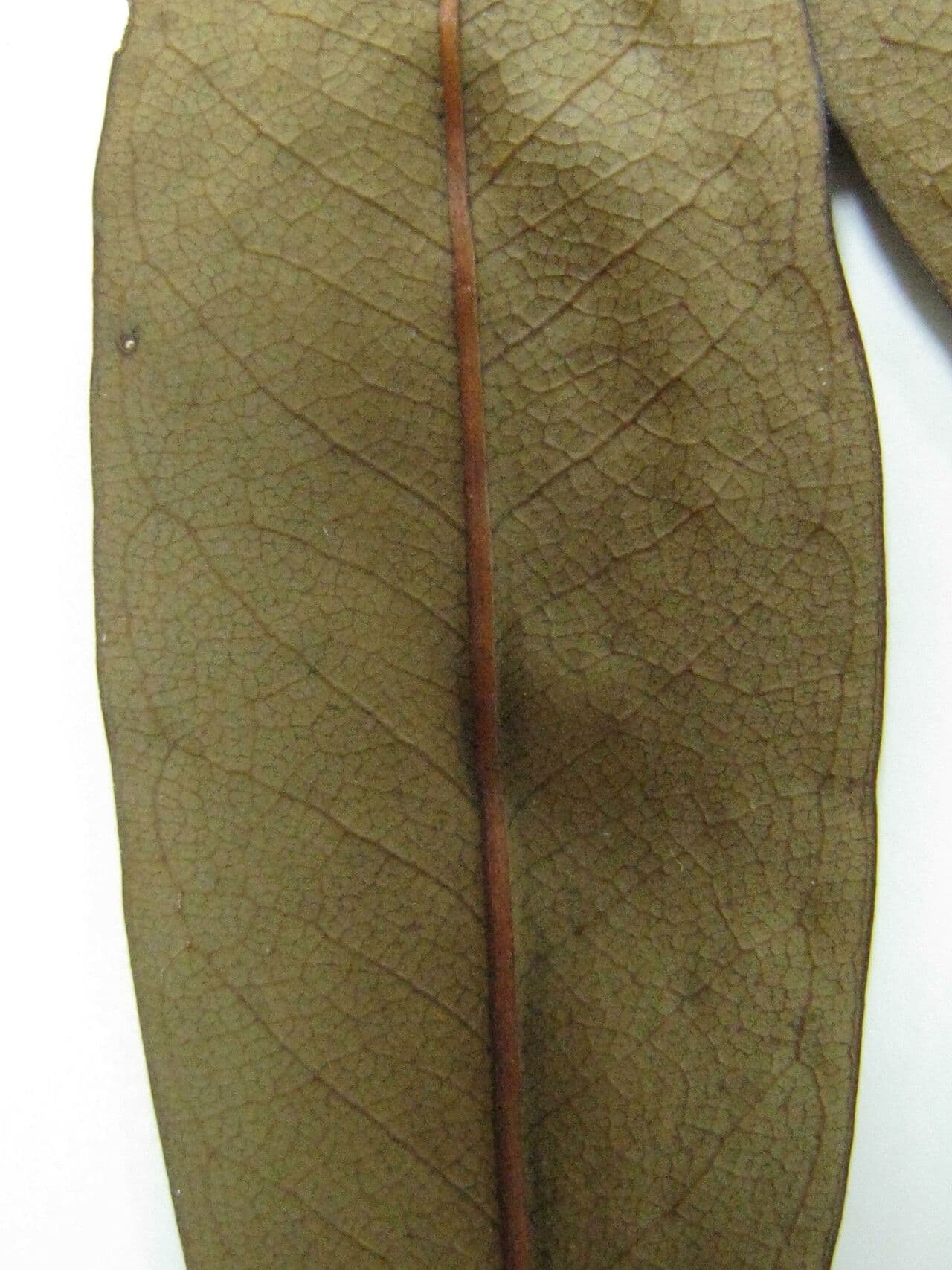 Vochysia 4
