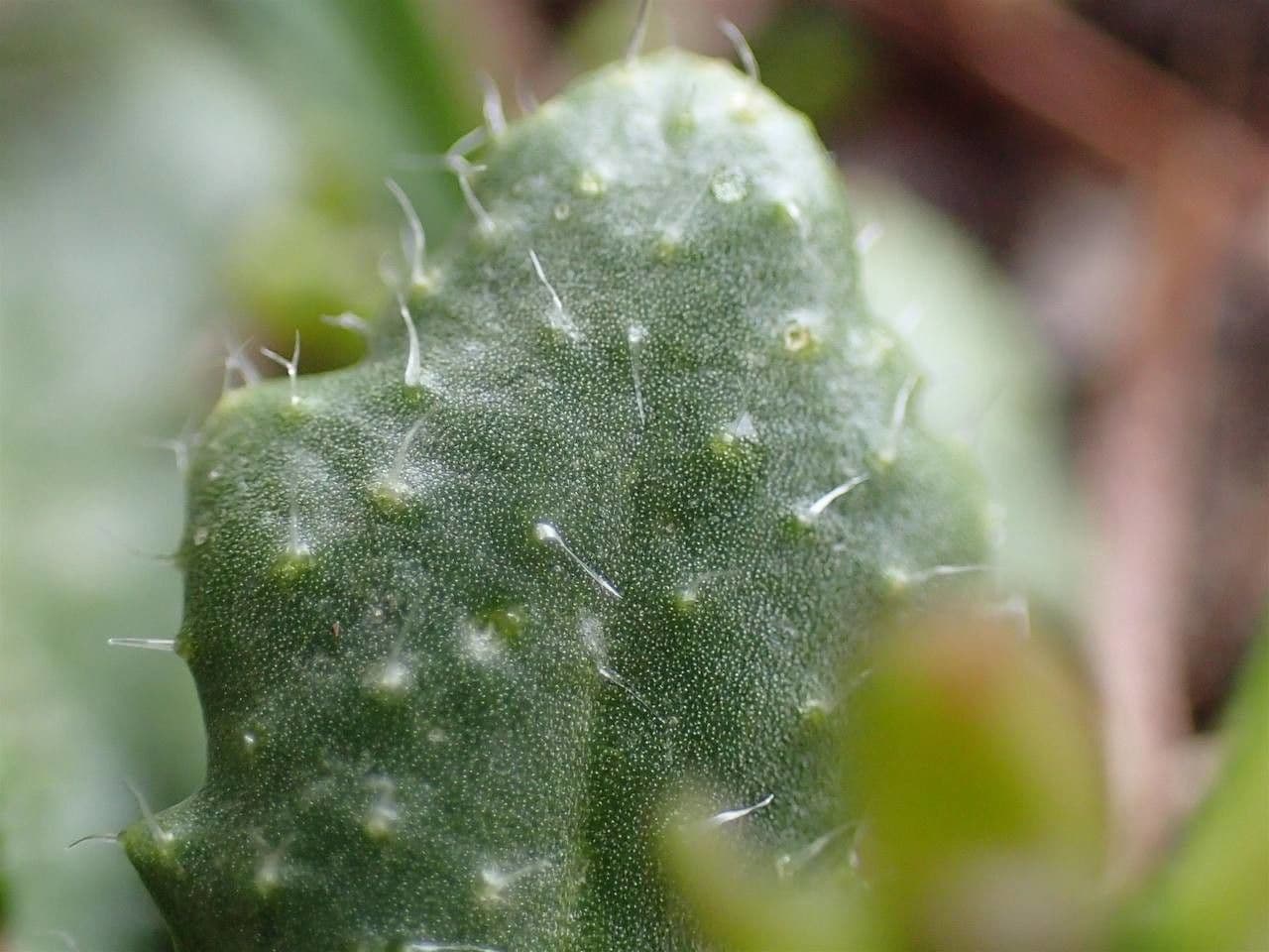 Arabis scabra