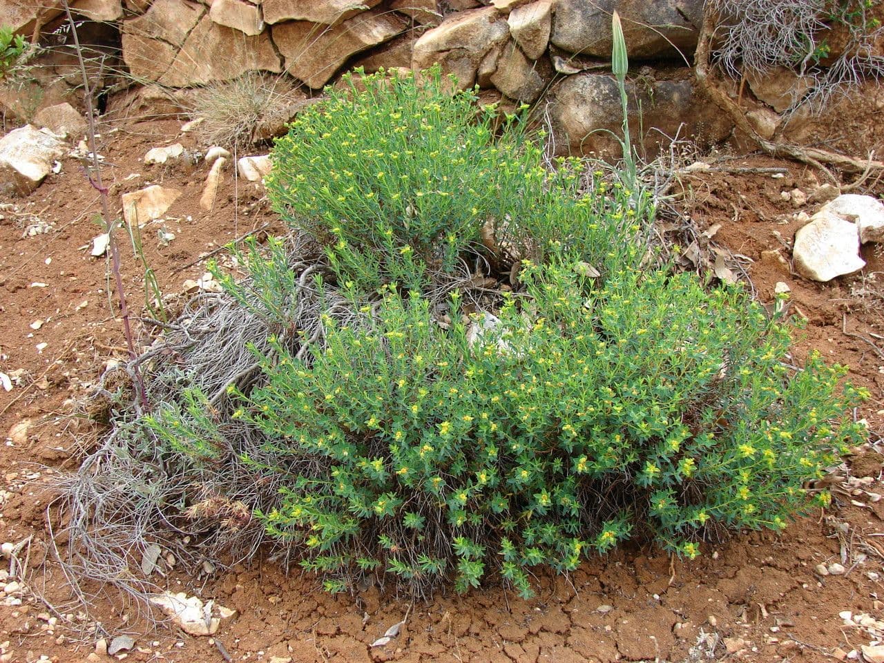 Euphorbia 11