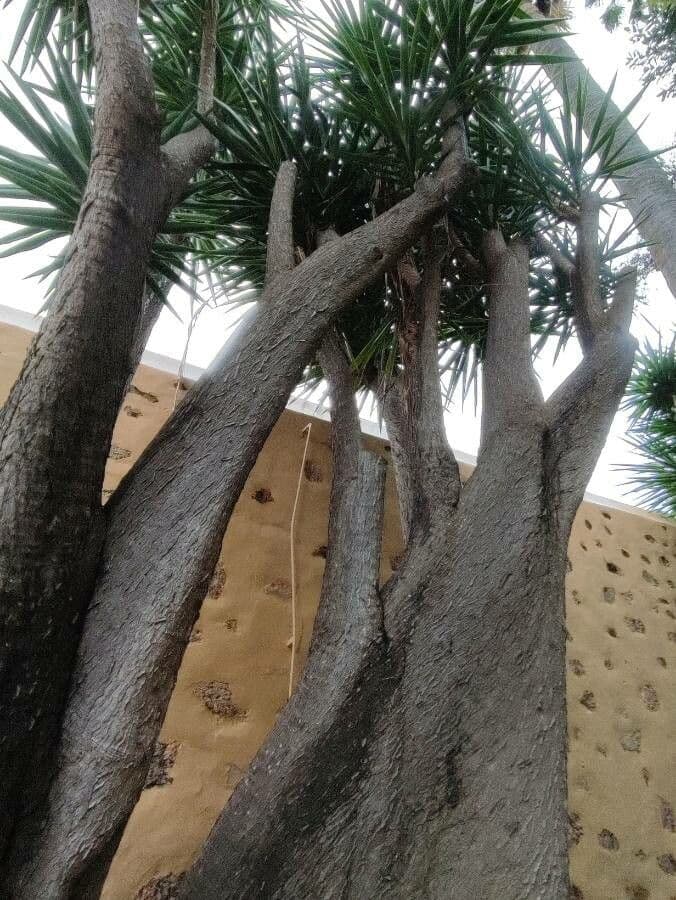 Yuca gigante 8