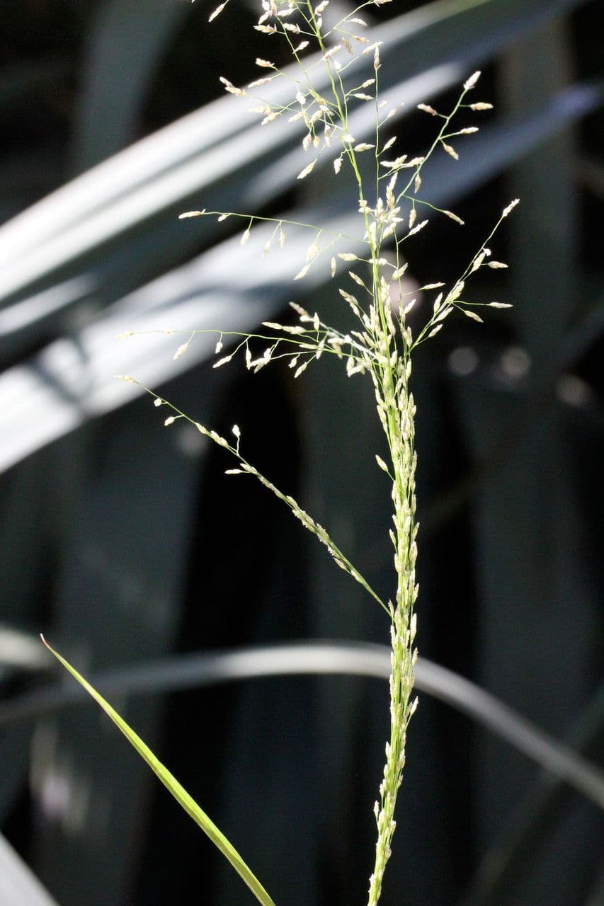 Eragrostis mexická 12