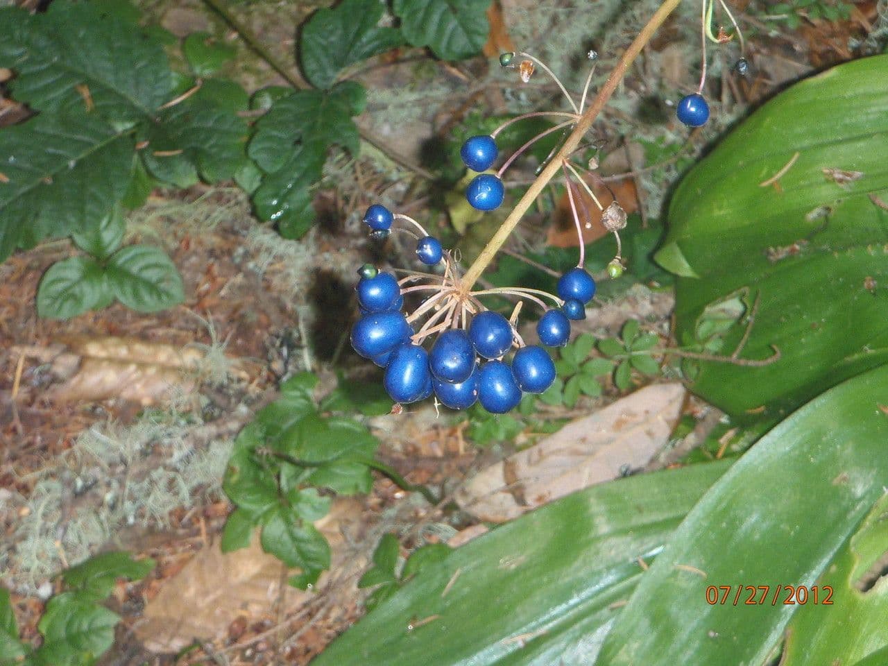 Klintonia 2