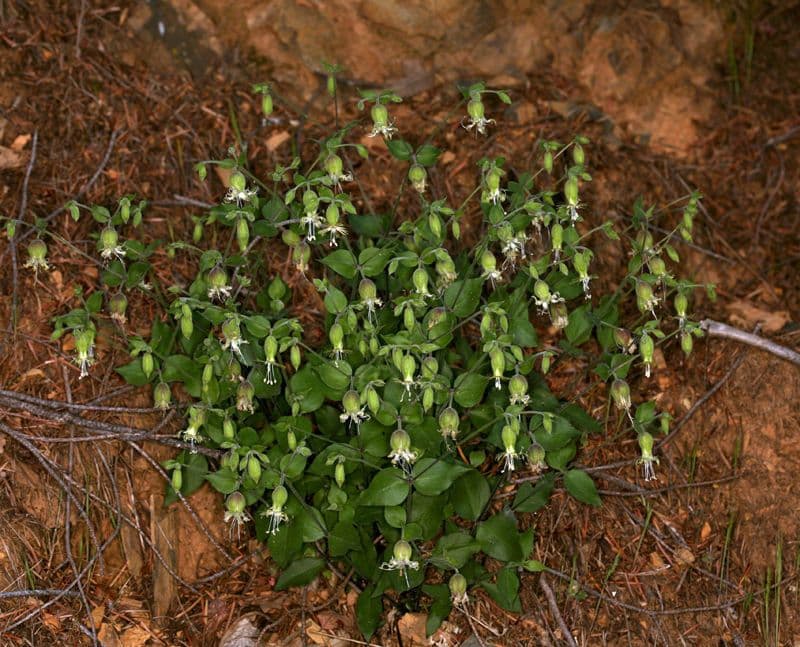 Silene campanulata 9