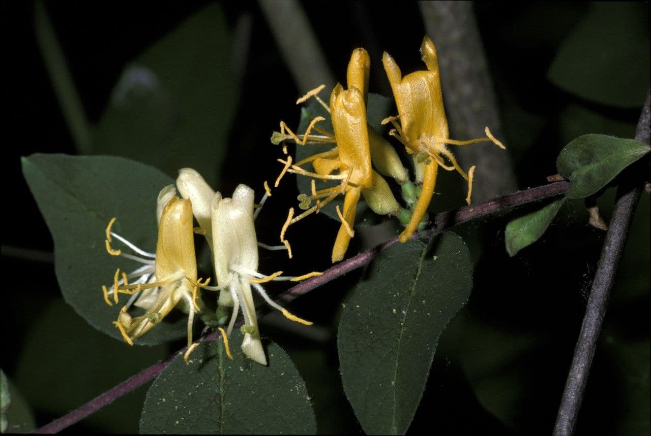 Caprifoglio quinquelocularis
