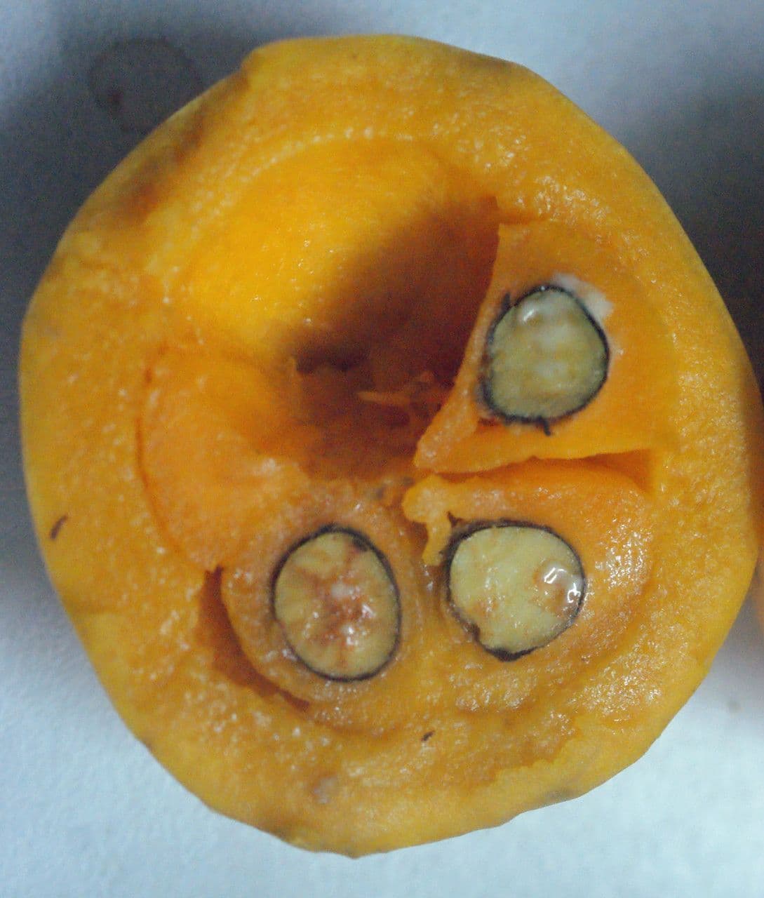 Canistel 2
