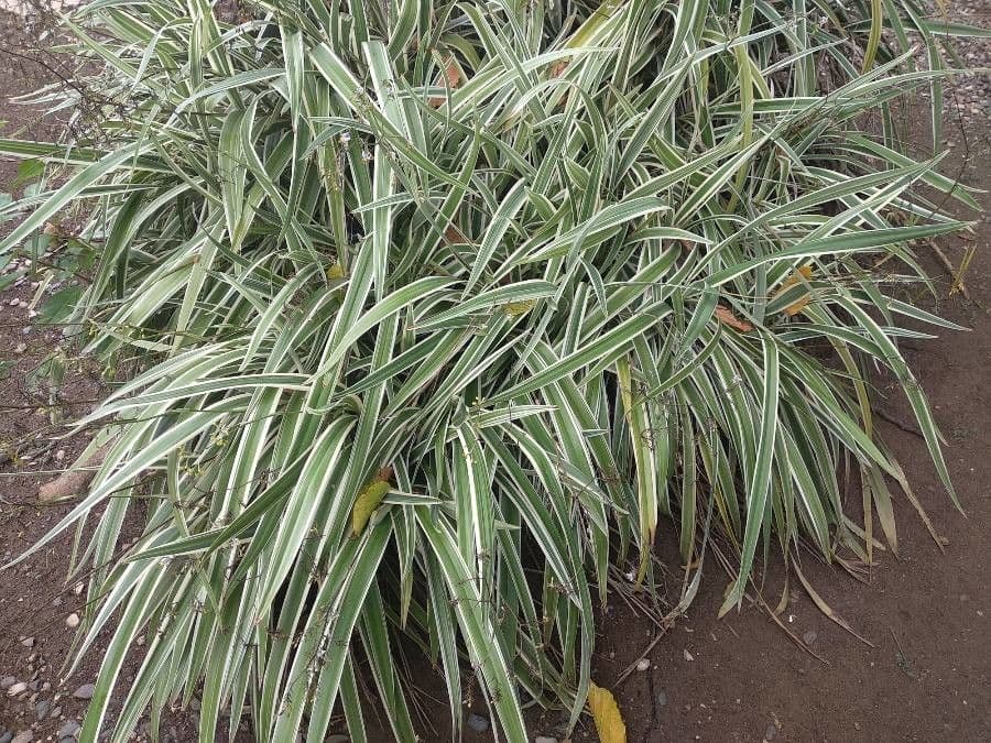 Dianella tasmanská 12
