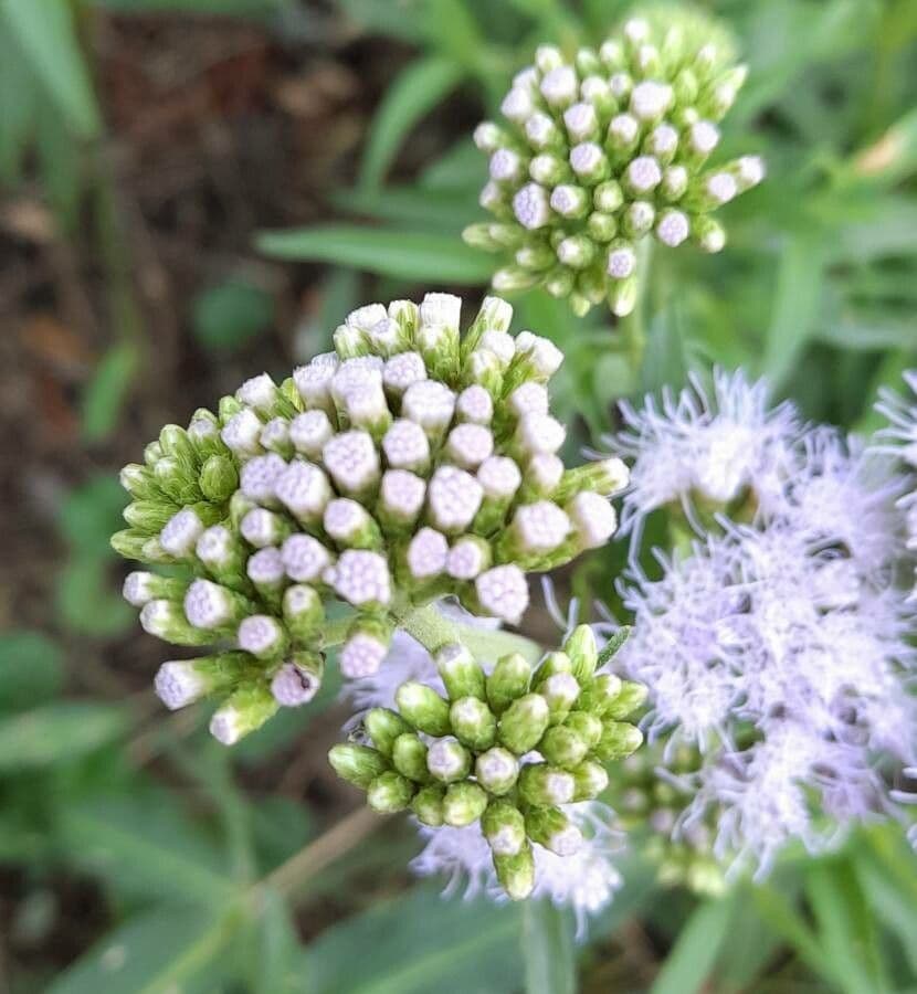 Chromolaena arnottiana 5