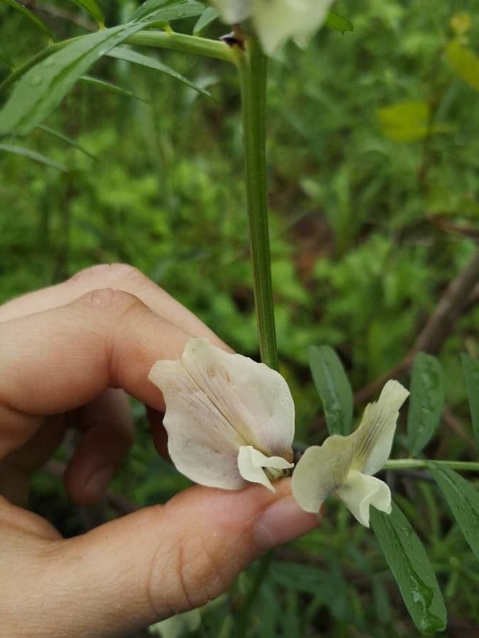 Vesce à grandes fleurs 4
