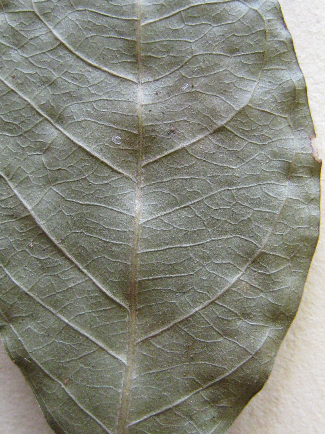 Inga auristellae