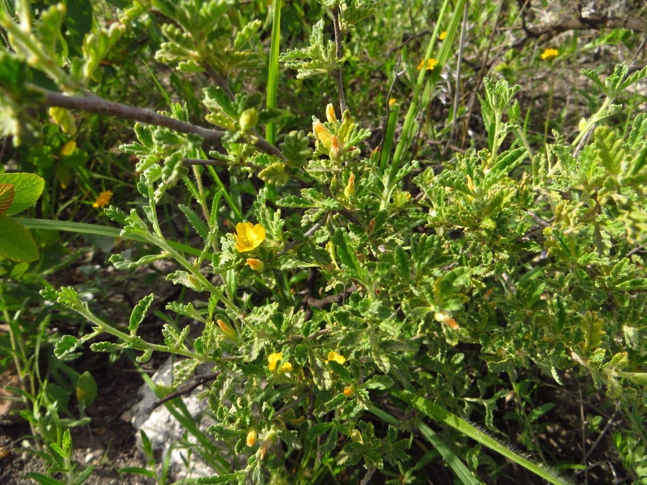 Turnera diffusa 9