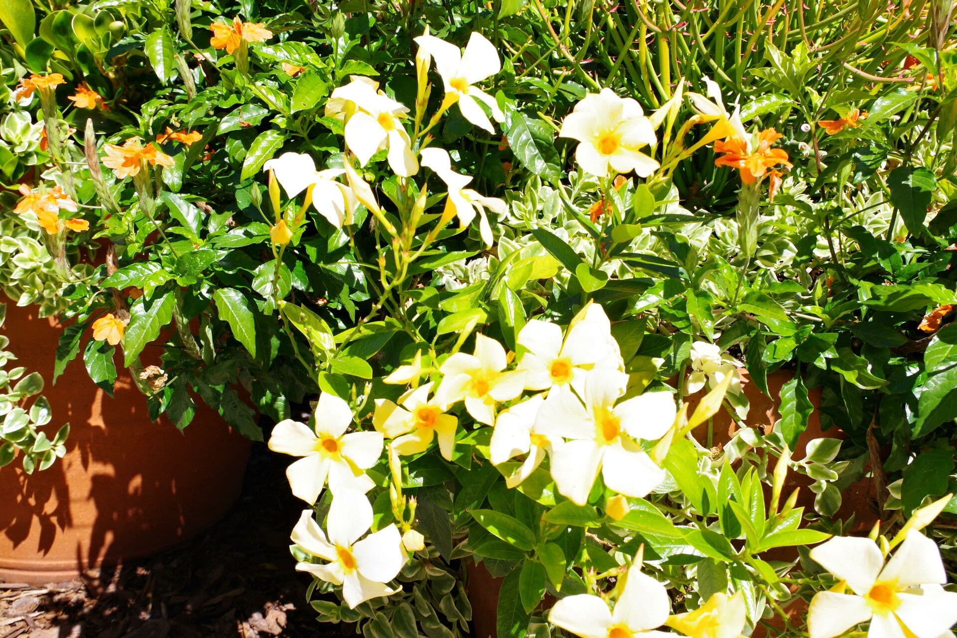 Mandevilla 2