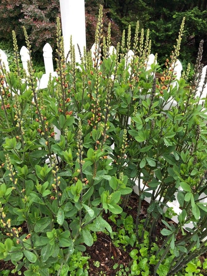 Baptisia 15