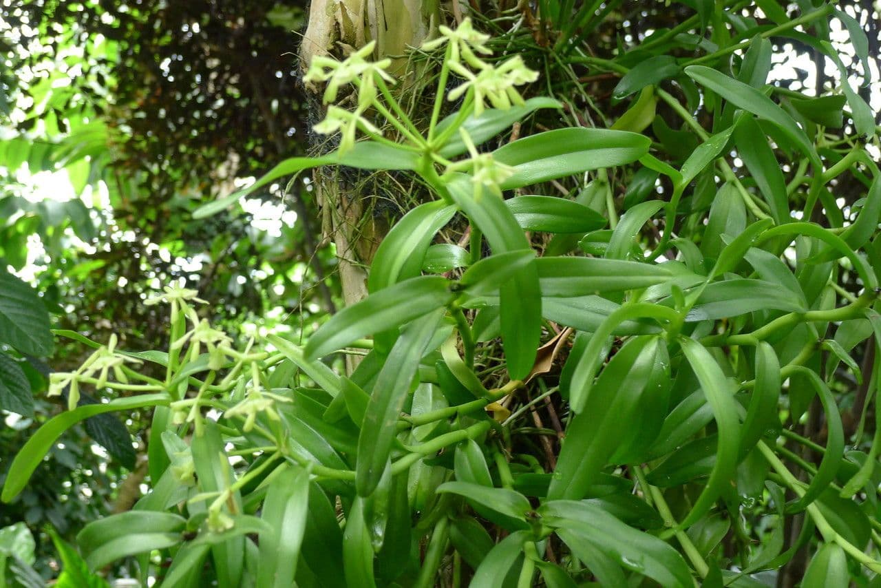 Epidendrum 6