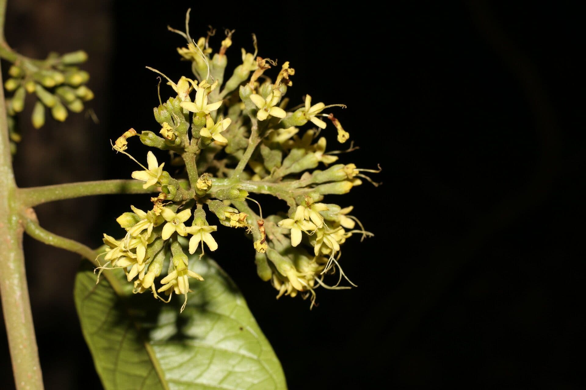 Aegiphila 4
