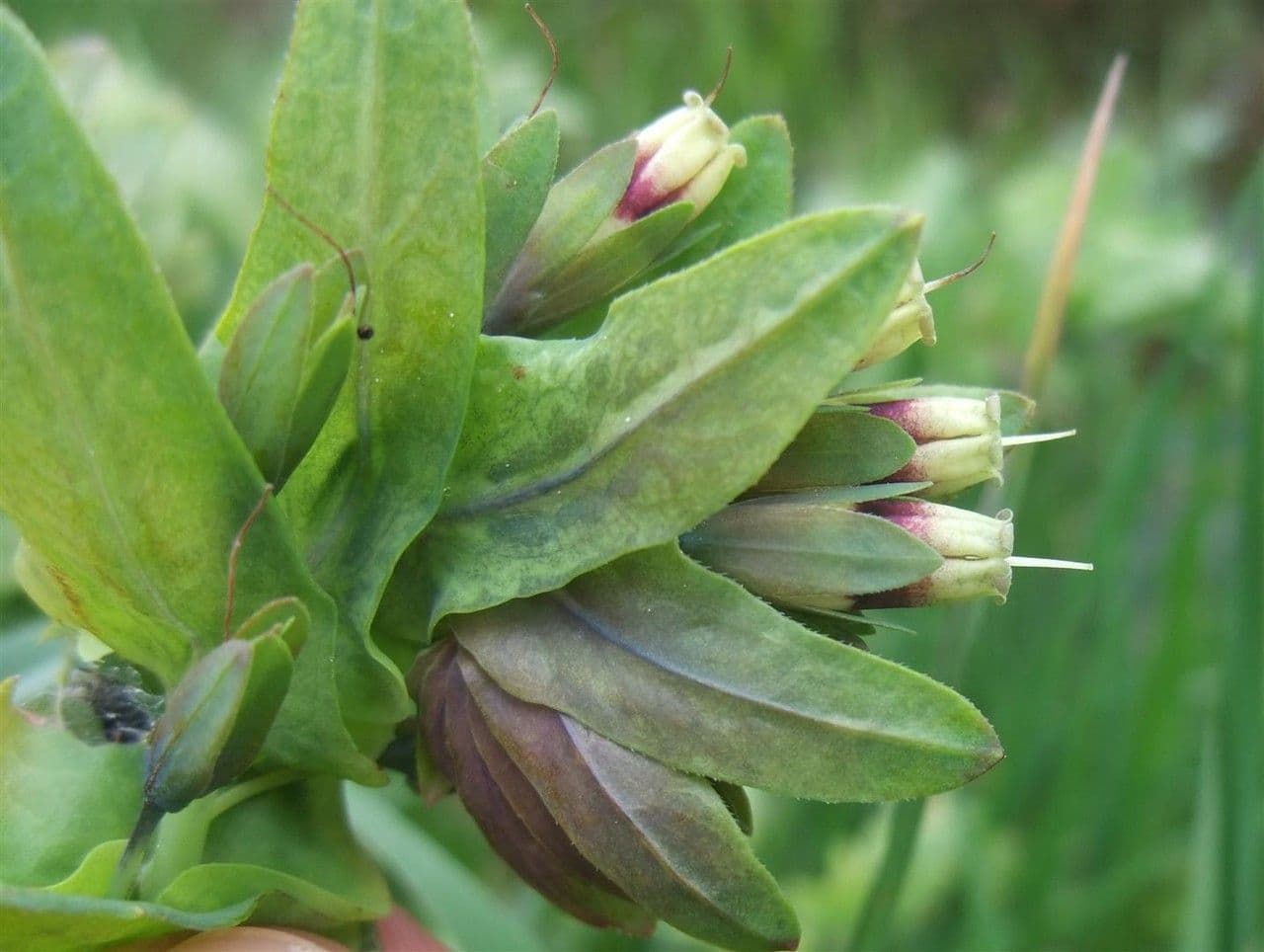 Cerinthe liscia 6