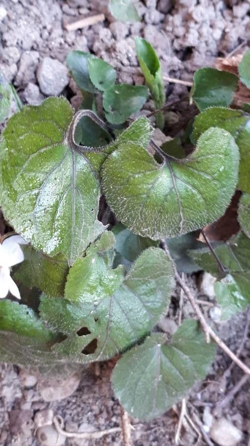 Viola bianca 20