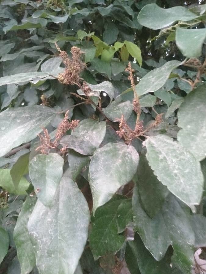 Mallotus philippensis 7