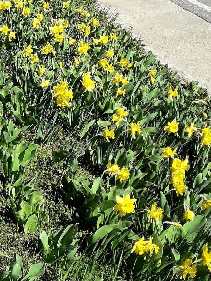 Narciso trombetta 11