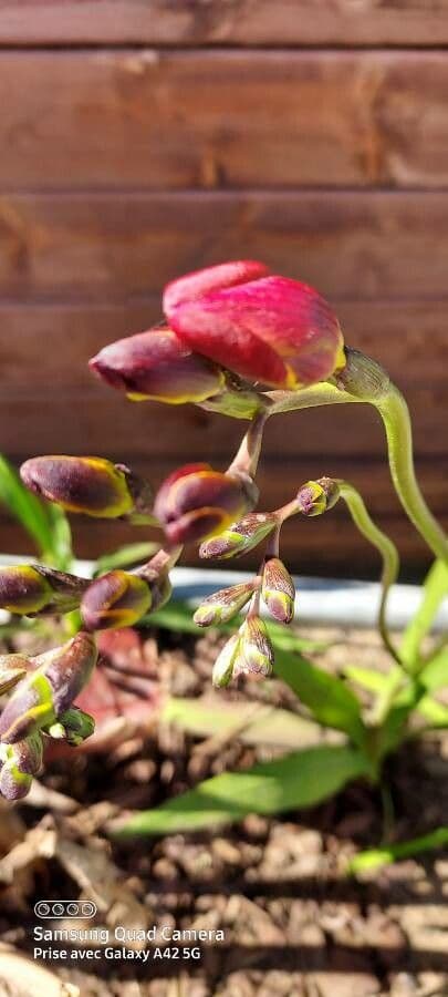 Freesia 3