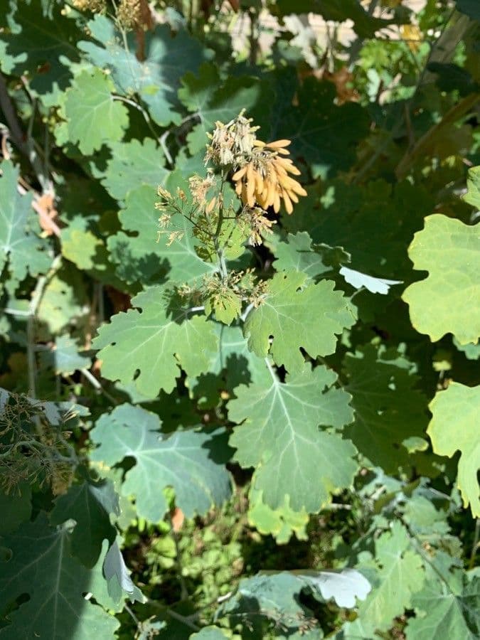 Macleaya 7