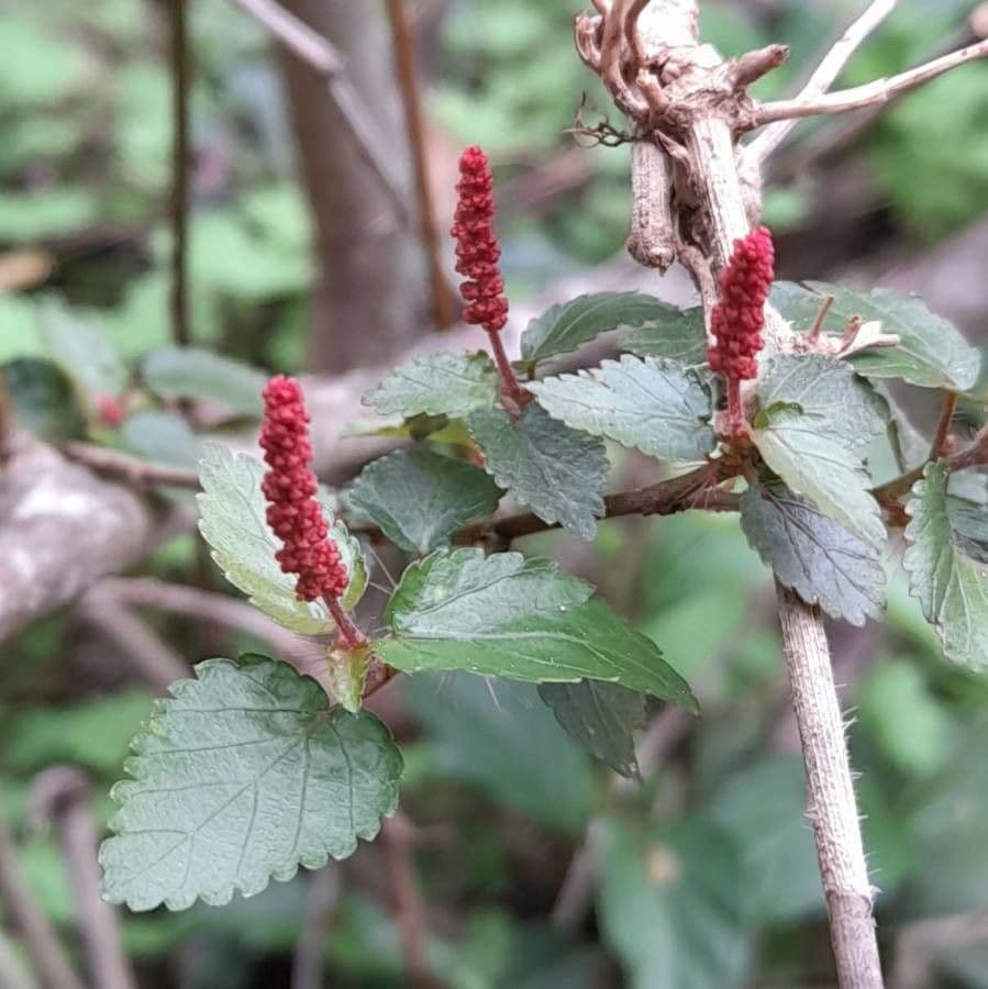 Acalypha