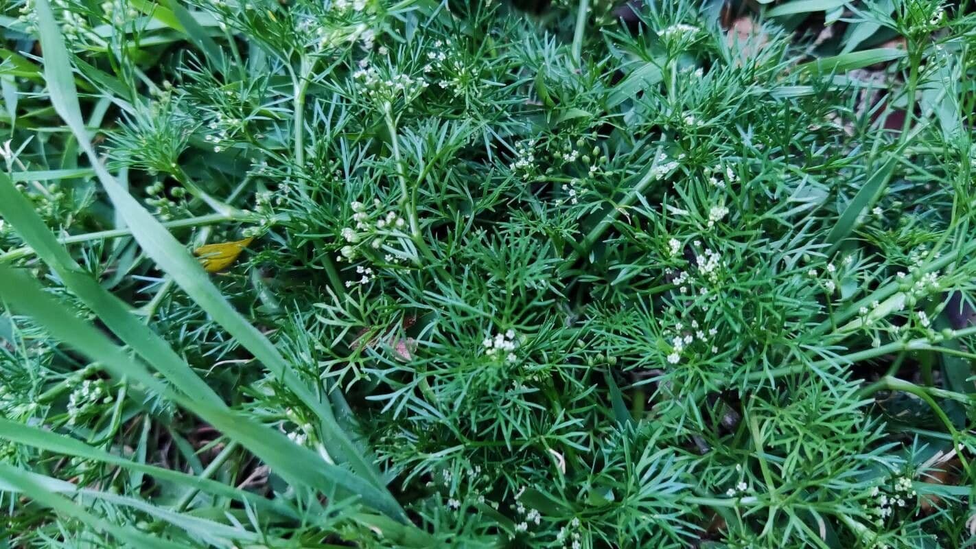 Ciclosperma 12