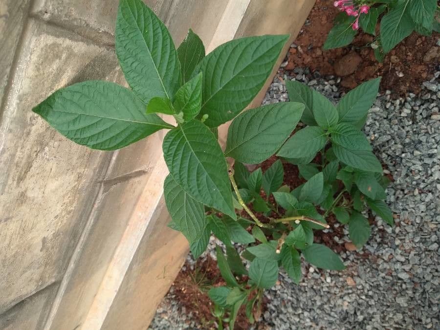 Ruellia elegante 8