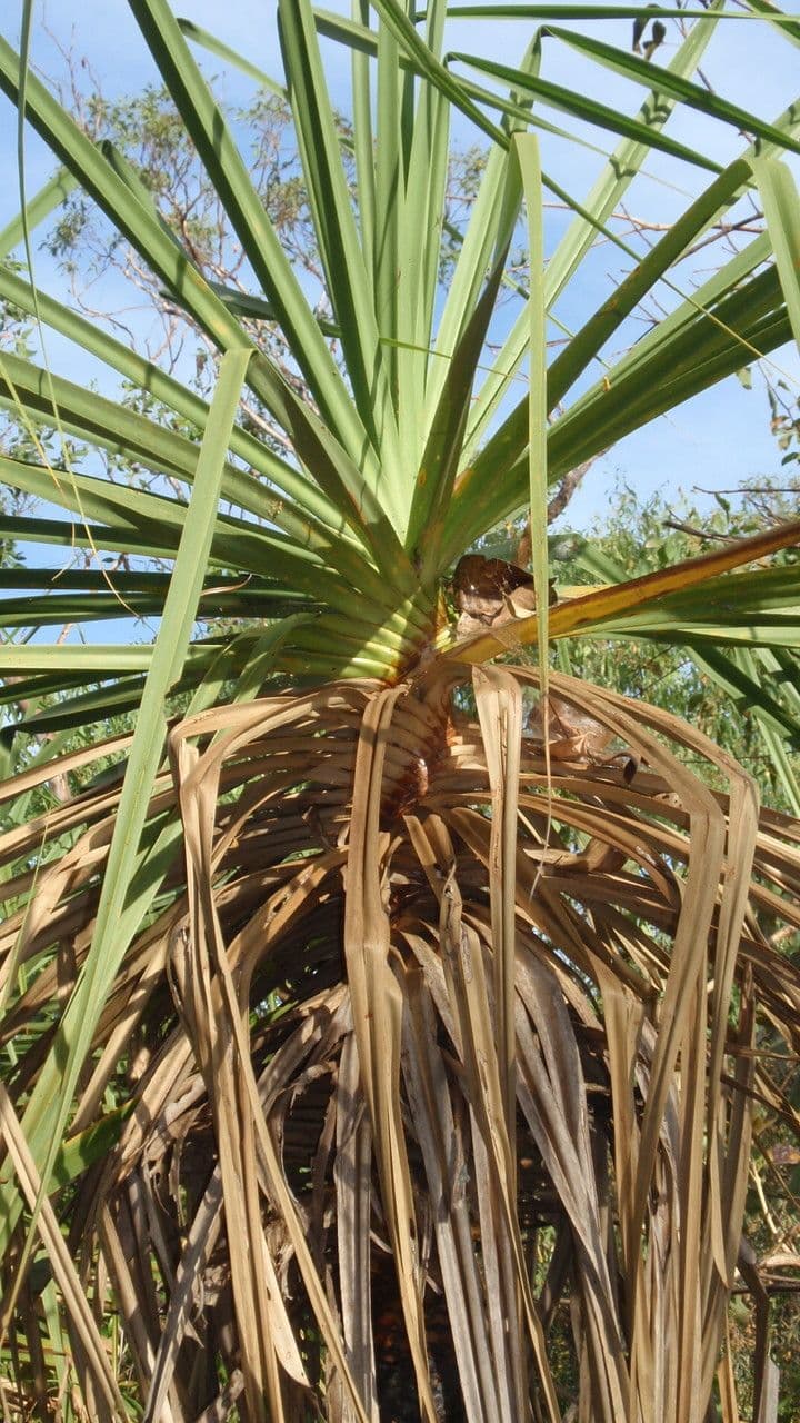 Schraubenbaum 10