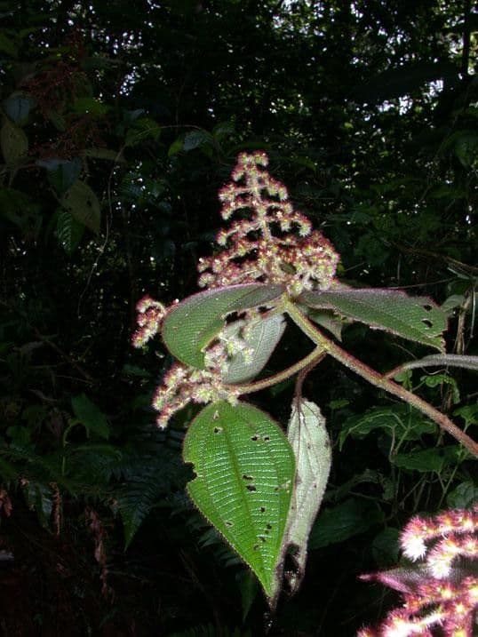 Miconia 23