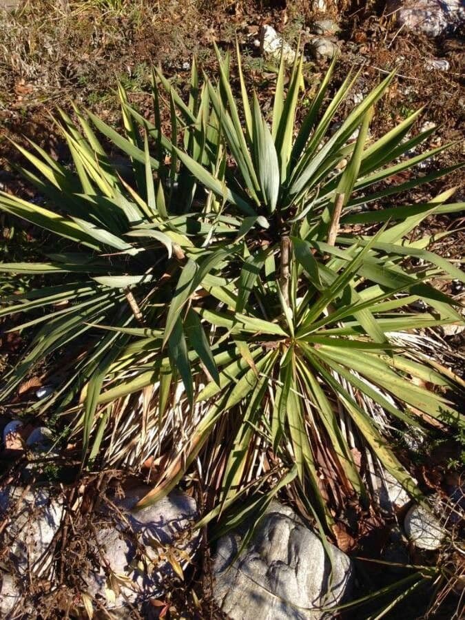 Bajonett-Yucca 18